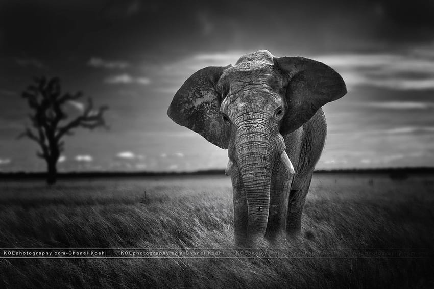 Elefante blanco, elefante oscuro fondo de pantalla