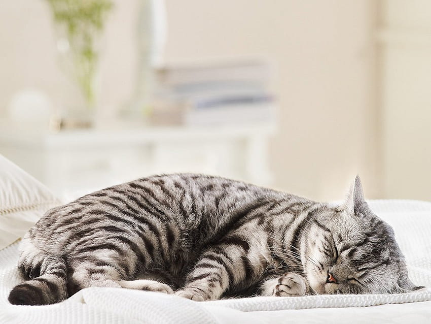 Lazy cat, animal, kitten, lazy, cat, pet, sleep HD wallpaper