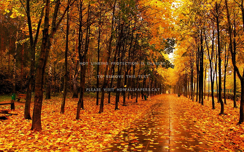 autumn carpet leaves road pretty rain colors, Rainy Autumn HD wallpaper