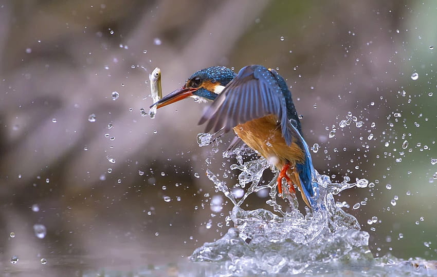 Kingfisher, bird, fishing, water splashes HD wallpaper