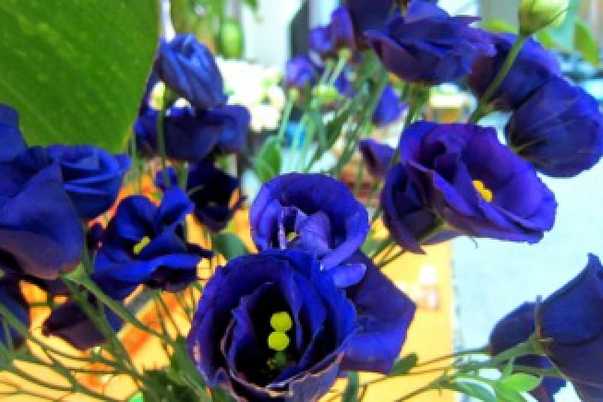 Purple flowers, purple, flowers, pretty, bright HD wallpaper