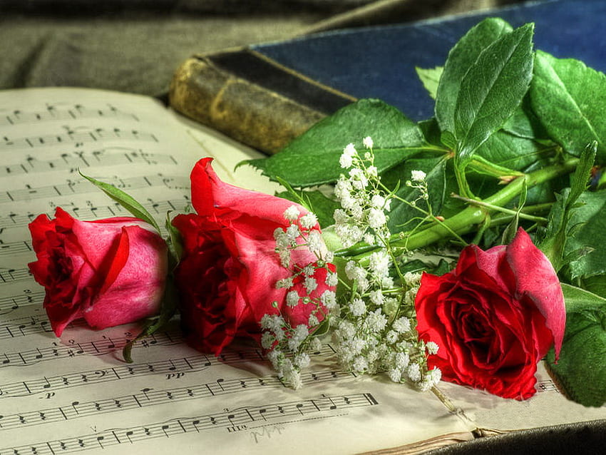 Music roses, notes, roses, gift, nice, book, music, pretty, red, flowers, three, lovely HD wallpaper