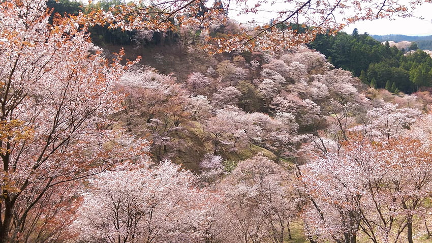 Twój przewodnik po Kwitnącej Wiśni 2019, Mount Yoshino Tapeta HD