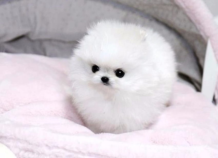 Anjing Pomeranian Mini, Pomeranian, Putih, Miniatur, Anak Anjing Wallpaper HD