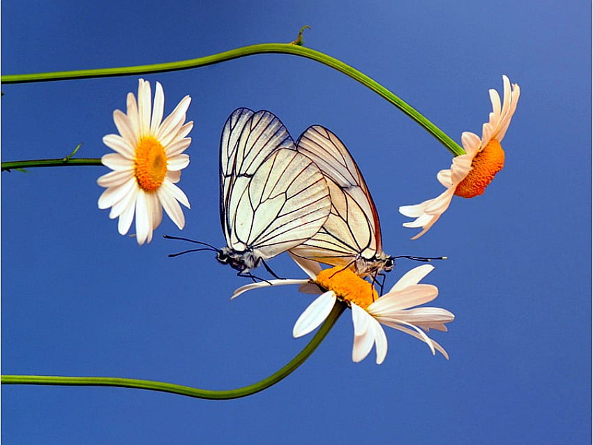 Wings, butterflies, cool, flowers HD wallpaper
