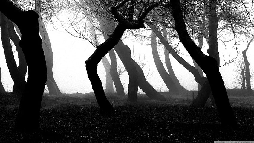 Misty Dark Woods, fog, woods, light, forest, dark HD wallpaper