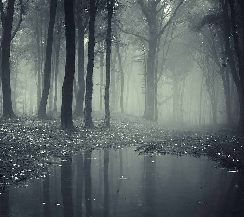 Creepy Foggy, Dark Misty Forest HD wallpaper