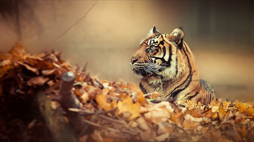 Animais, Outono, Folhas, Deitar, Mentir, Focinho, Tigre papel de parede HD