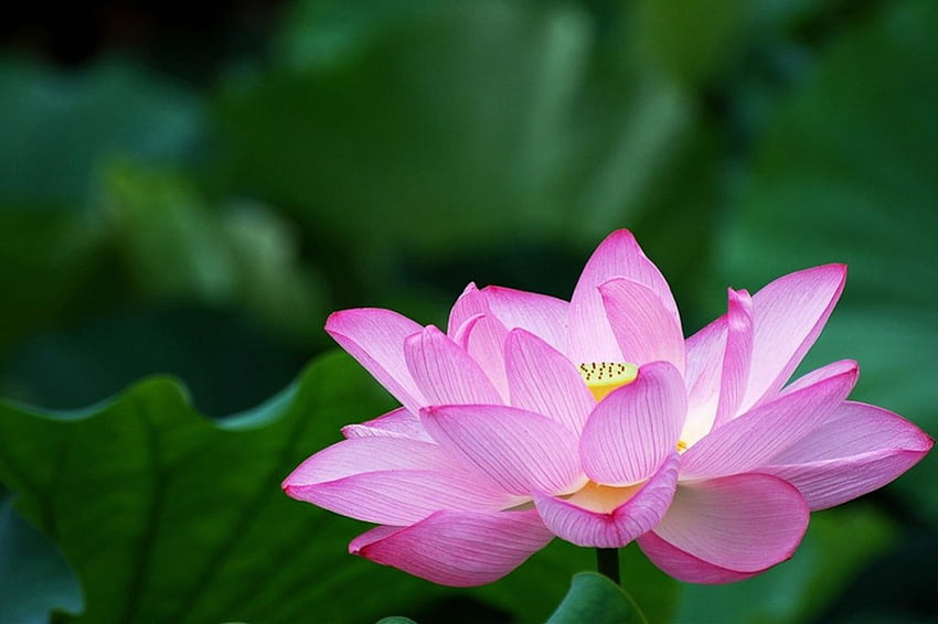 Lotus with dark green leaves, pink, leaves, flower, green, lotus HD wallpaper