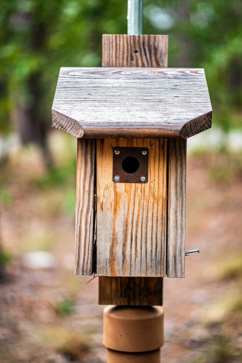casa de pássaros de madeira marrom em lente tilt shift – alimentador de pássaros, Birdhouse Papel de parede de celular HD