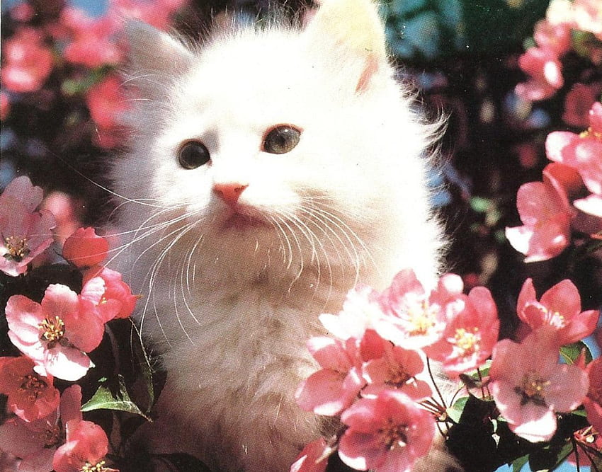 A white kitten in a apple tree, kitten, white, feline, apple tree HD wallpaper