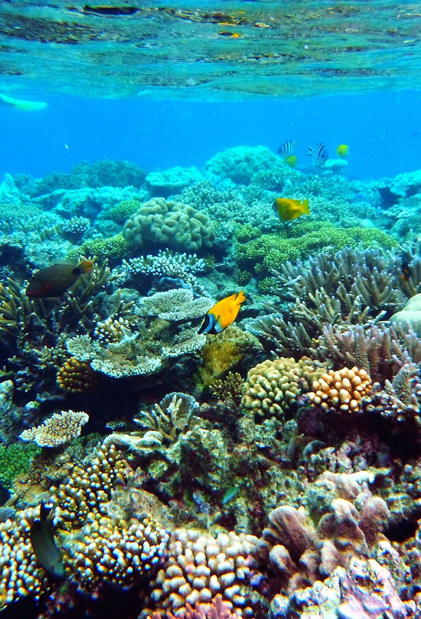 Grande Barreira de Corais, Grande Barreira de Corais de Qualidade, Recife de Coral Real Papel de parede de celular HD