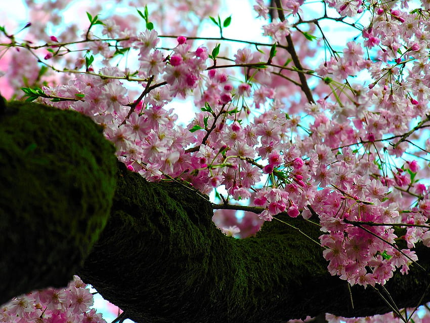Sakura Tree, pink, pretty, petals, moss HD wallpaper