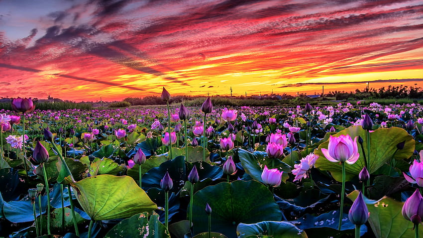Pink Lotus, leaves, blossoms, clouds, colors, sky, sunset, lake HD wallpaper