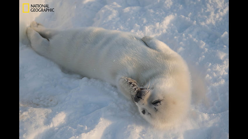 Heartbreaking show adorable harp seal pups struggle to survive amid melting ice, Baby Harp Seal HD wallpaper