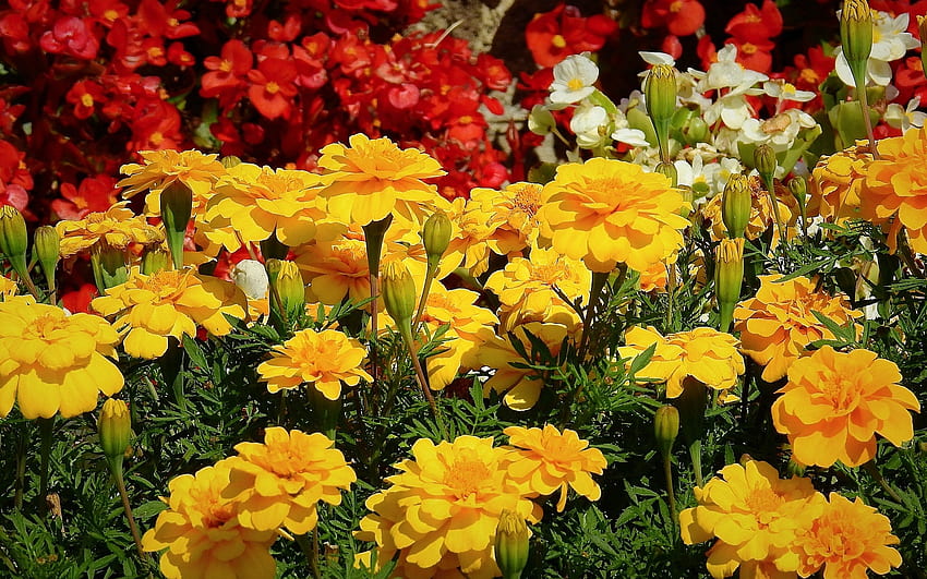 Marigolds, nature, flowers, yellow HD wallpaper