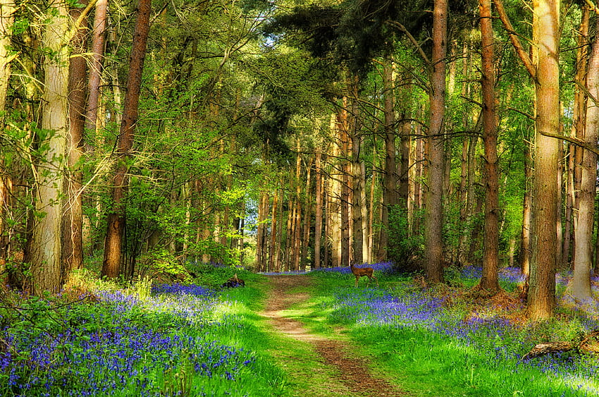 Forest serenity, caminho, lindo, grama, primavera, serenidade, verão, flores silvestres, veados, árvores, floresta papel de parede HD