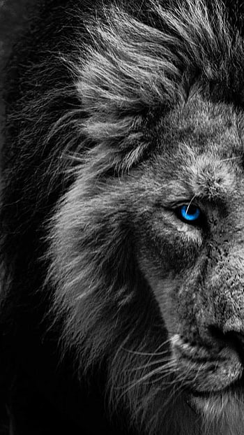 Blue eye white lion HD wallpapers | Pxfuel