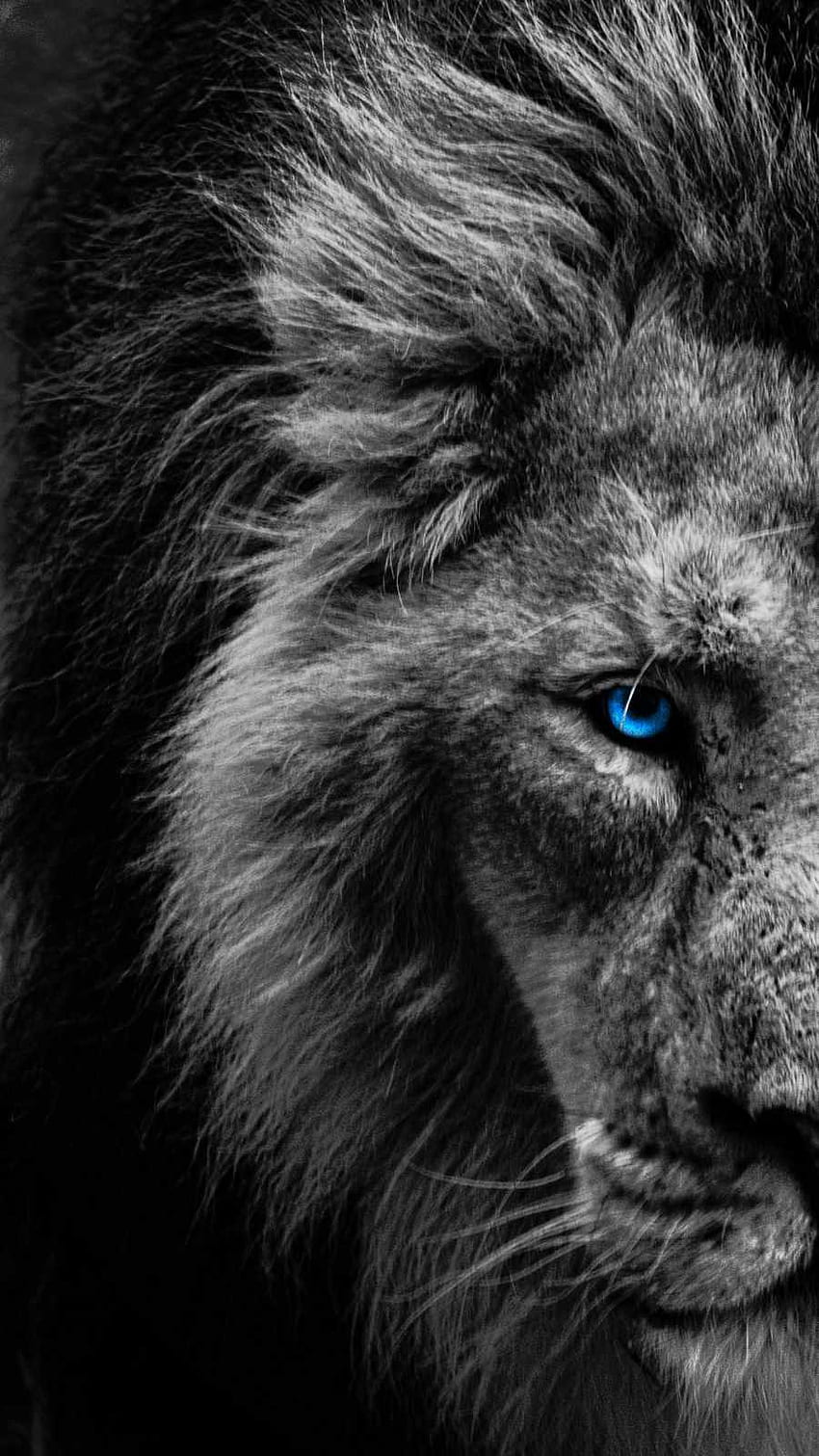 Con mắt tàn nhẫn của sư tử luôn biểu cảm sự mạnh mẽ và uy quyền của chúng. Hãy đưa Lion Face iPhone wallpaper lên chiếc điện thoại của bạn và trở thành một tín đồ của sự độc đáo và sự lãng mạn.