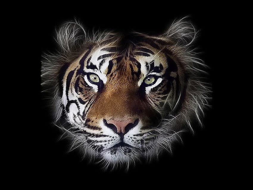 Tiger Face Download For Laptop HD wallpaper