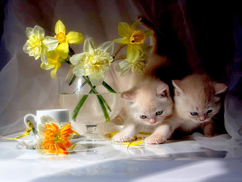 かわいい子猫、かわいい、花、カップ、子猫 高画質の壁紙