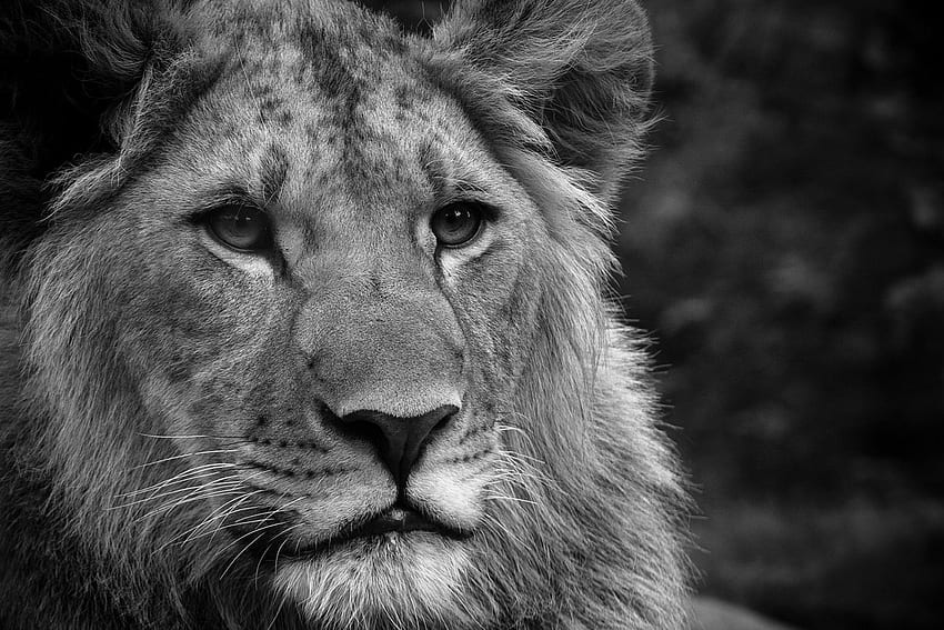 Lion, Face, Fluffy, Mane, Black white . Cool HD wallpaper