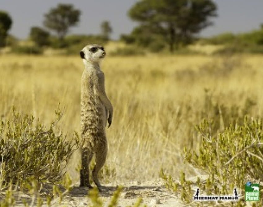 Meerkat, binatang Wallpaper HD