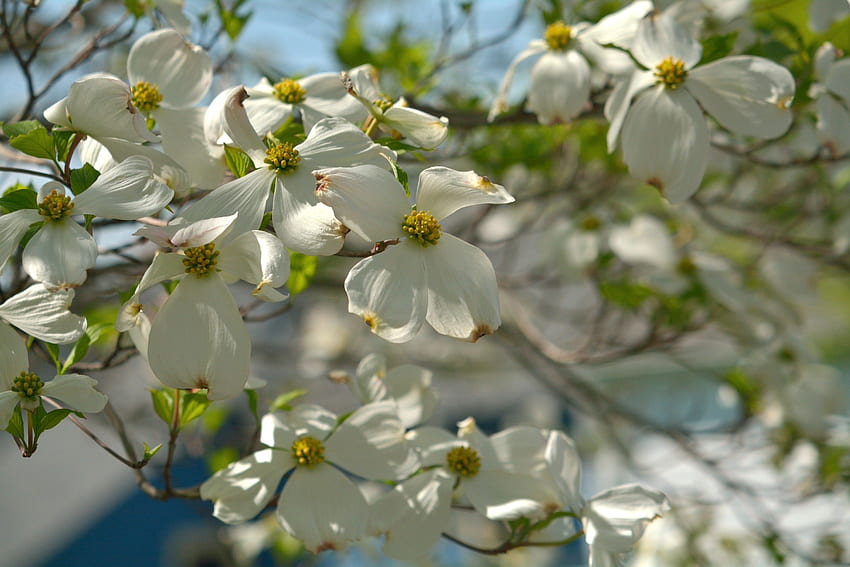 Цветя: Дрян Блум Пролетно дърво Цветя с високо качество HD тапет