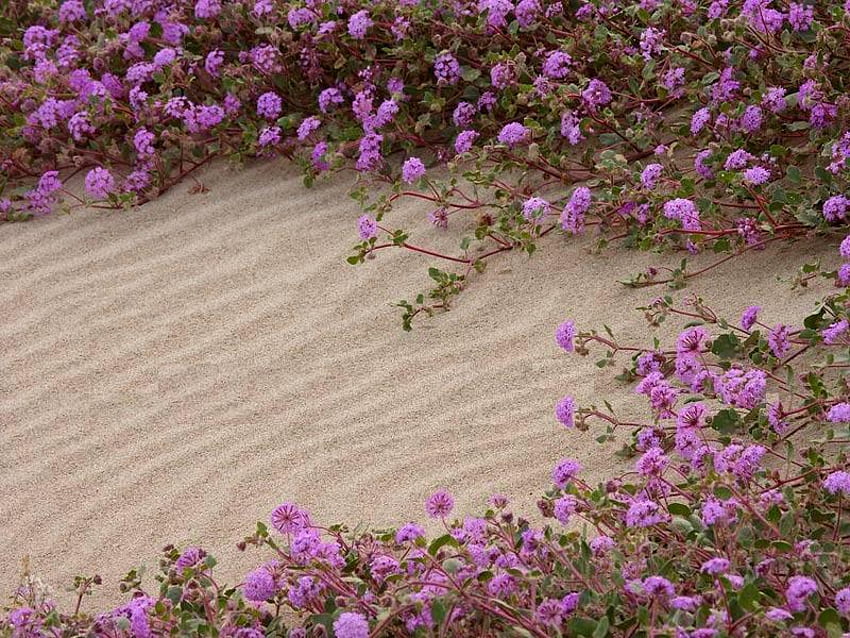Desert Flower สีม่วง ทะเลทราย ทราย ดอกไม้ วอลล์เปเปอร์ HD