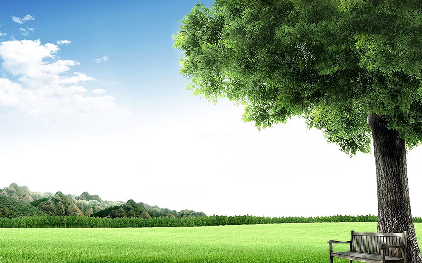 naturaleza, cielo, madera, árbol, banco, prado fondo de pantalla