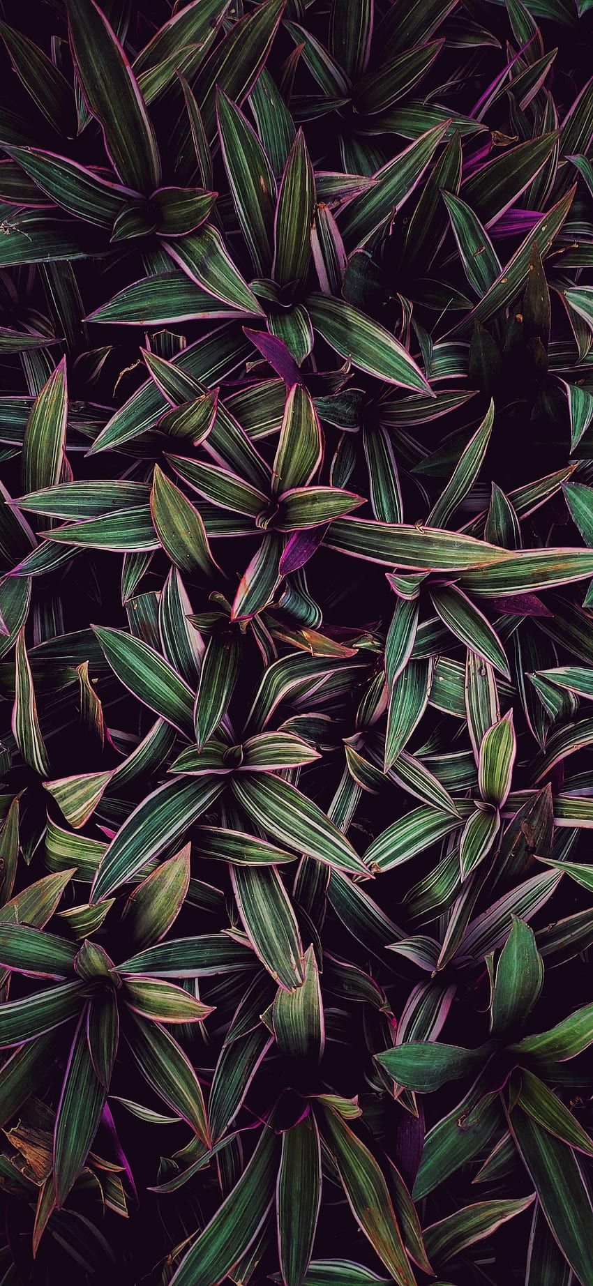 Plants, Leaves, Dark, Stripes, Streaks, Purple HD phone wallpaper