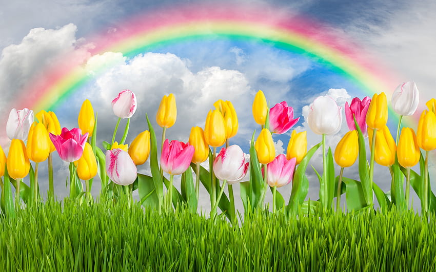 :), tulip, pink, rainbow, yellow, flower, green, grass, spring HD wallpaper