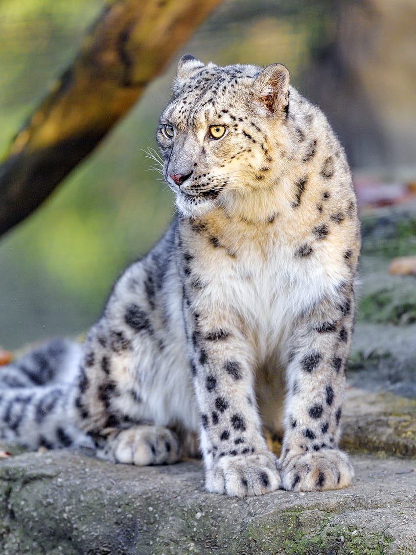 Animals, Snow Leopard, Predator, Big Cat, Animal, Irbis, Wild HD phone wallpaper
