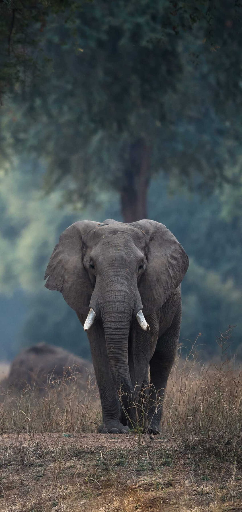 iPhone Elefant - Genial HD-Handy-Hintergrundbild