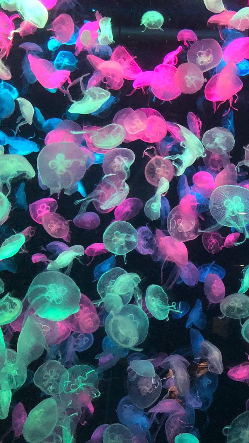 Jellyfish aesthetic ideas in 2021. jellyfish, sea creatures, ocean creatures HD phone wallpaper