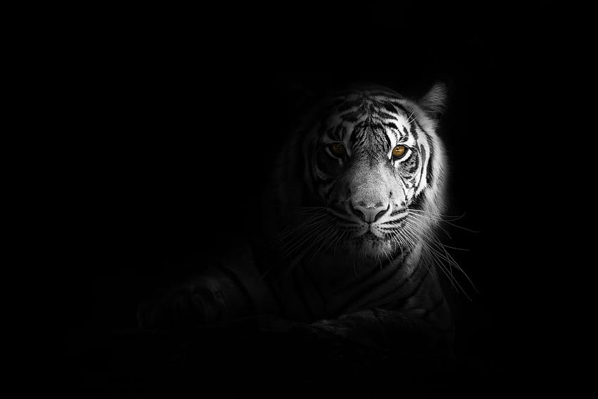 Animals, Shadow, Predator, Big Cat, Sight, Opinion, Tiger, Black And White, Black-And-White HD wallpaper