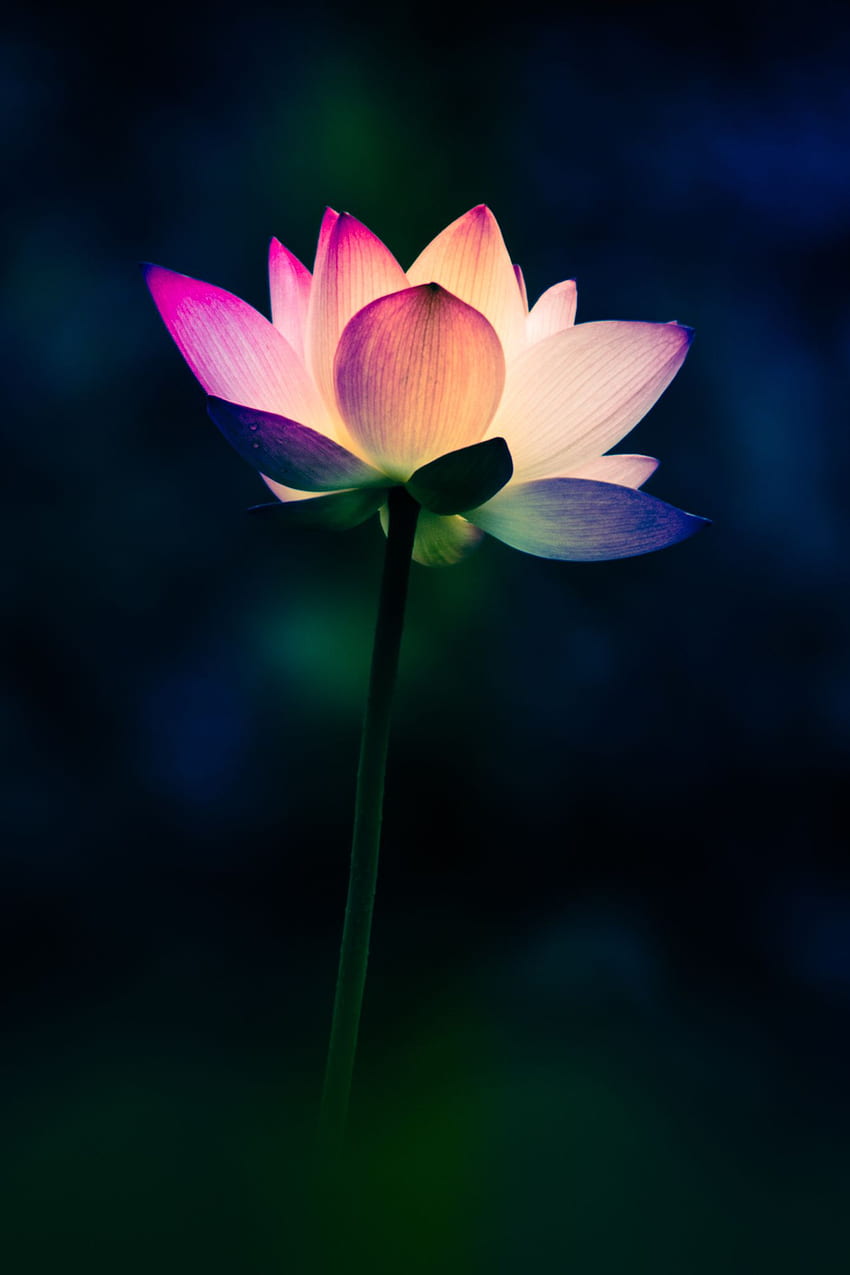 Rainbow Lotus por Ng Wai Chor em 500px. Jardim de Lótus, Zen Lótus Papel de parede de celular HD