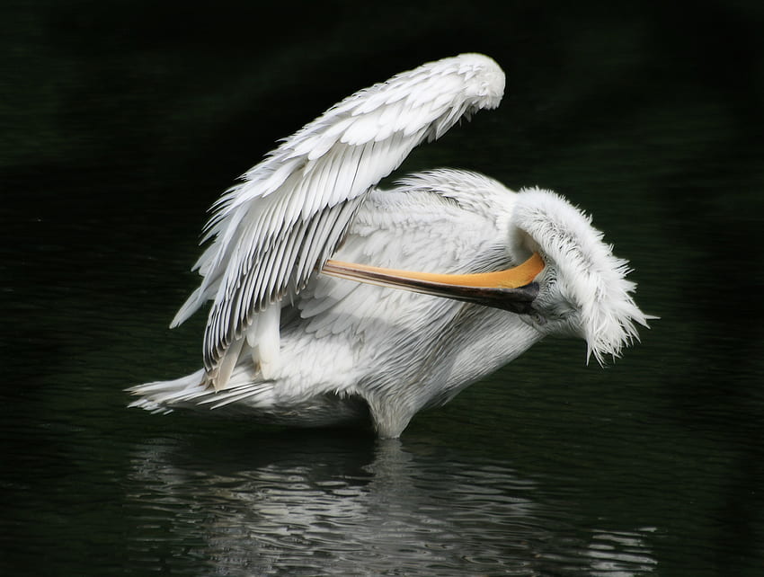 Pelikan, dzikie życie, ptak, woda, ogród zoologiczny Tapeta HD