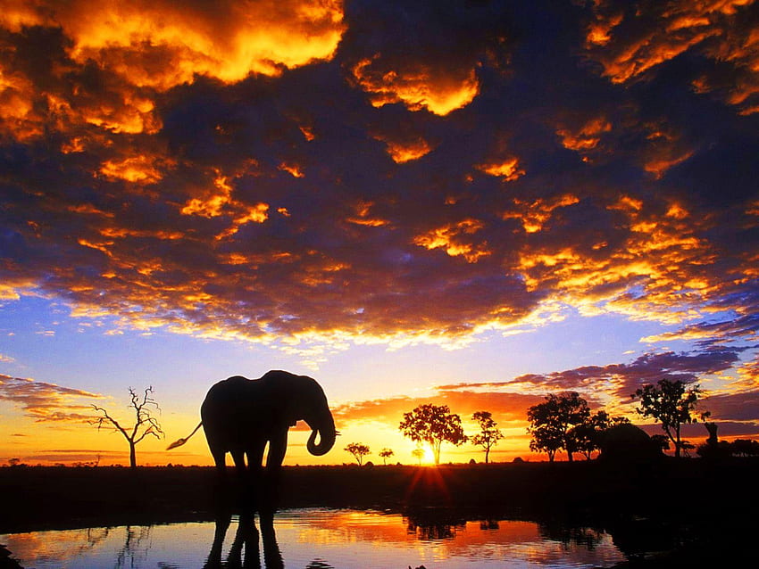 African Safari Elephants, Beautiful Elephant HD wallpaper