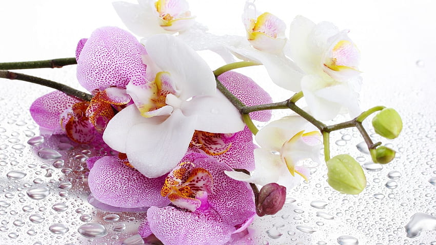 Pink and white Orchidaceae flowers. Beautiful flowers and plants HD wallpaper