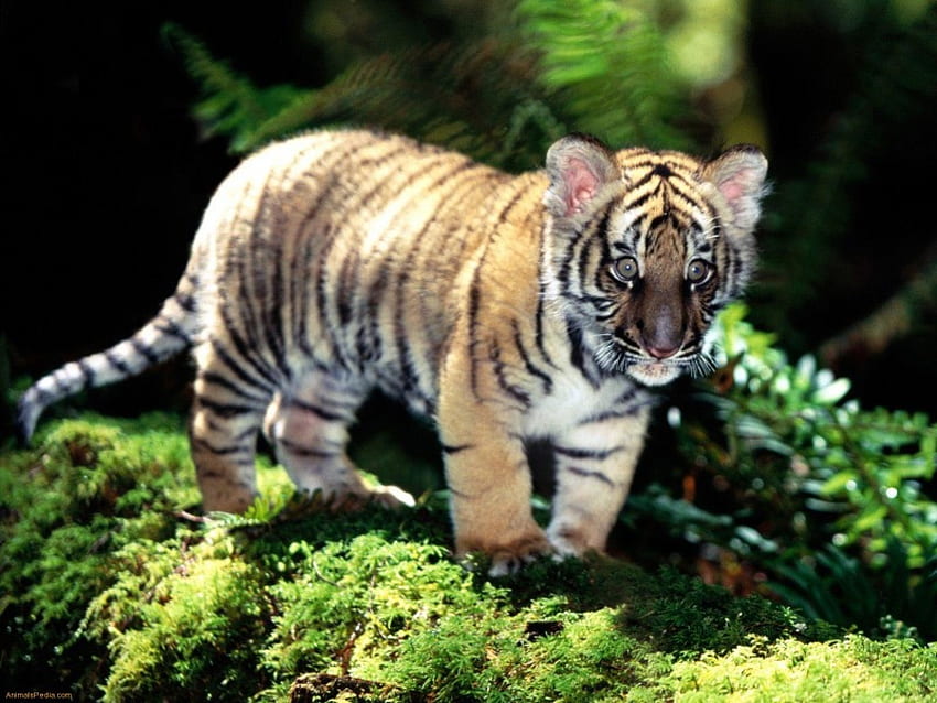 Indochinesisches Tigerjunges, Großkatzen, Tiger, Jungtier, Tiere, Katzen, Katzen HD-Hintergrundbild