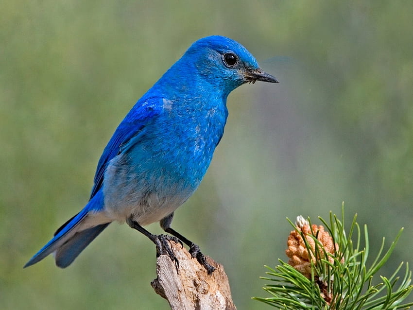 BLUE, perch, plant, bird HD wallpaper