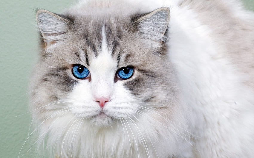 Animales, gato, esponjoso, hocico, cariño, agradable, ojos azules, ojos azules fondo de pantalla