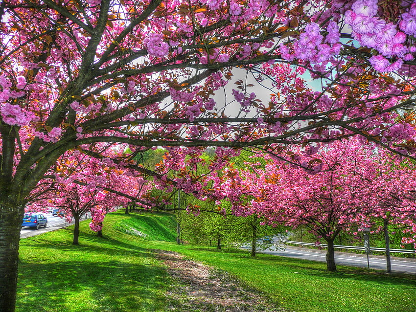 Земя, розово цвете, цвят, дърво, пролет, корейска пролет HD тапет