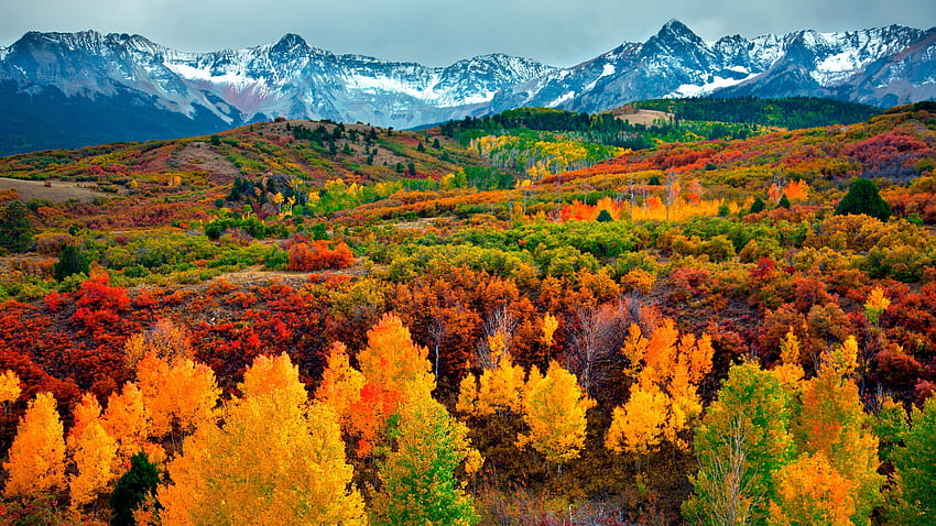 秋の季節、木々、山、地平線、自然 高画質の壁紙