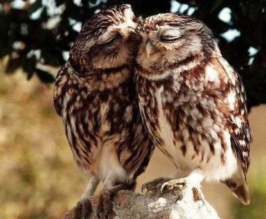 Just Two Owls, 동물, 올빼미, 새, 사랑, 커플 HD 월페이퍼