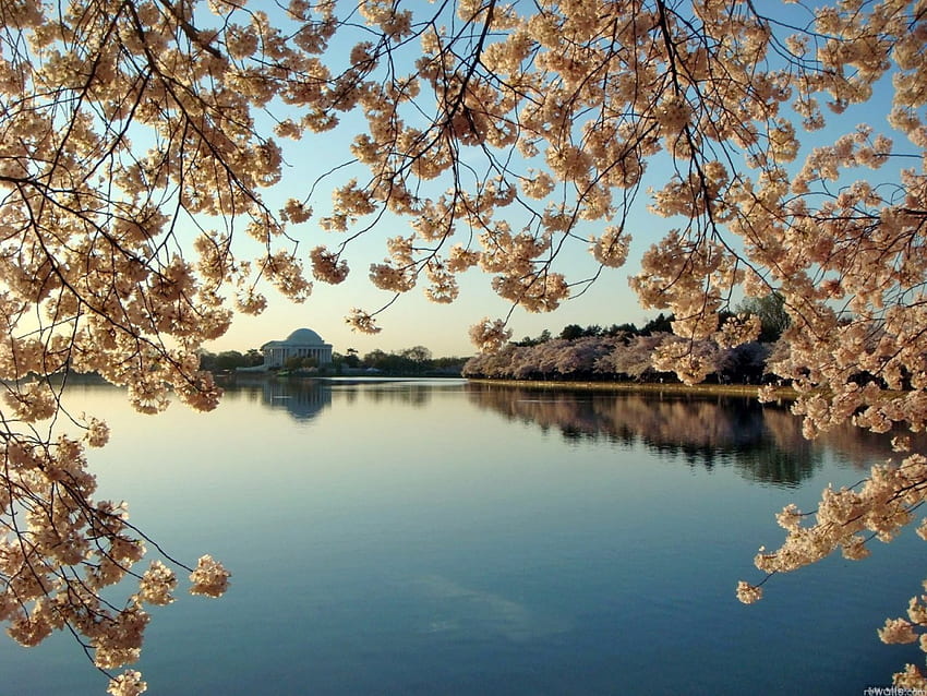 Spring at the lake, blue, spring, still, water, lake, blossom HD wallpaper
