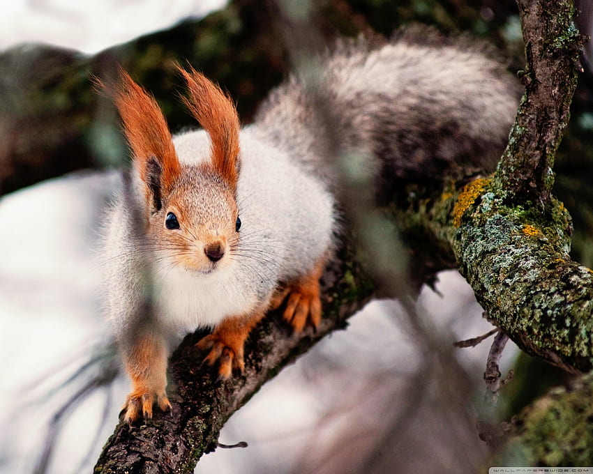 Nimble Squirrel Ultra Background for U TV : Tablet : Smartphone, Red Squirrel HD wallpaper