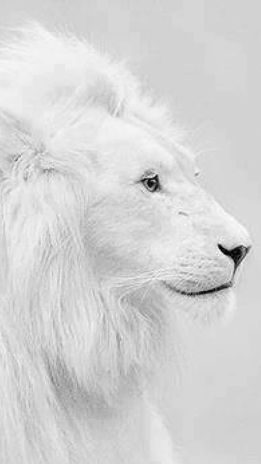 Singa Putih, Latar Belakang Putih wallpaper ponsel HD