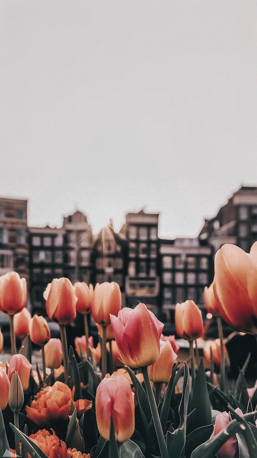 Tulpen für Telefon HD-Handy-Hintergrundbild